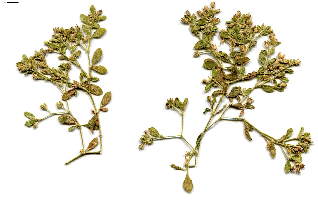 Polycarpon tetraphyllum subsp. diphyllum (Caryophyllaceae)